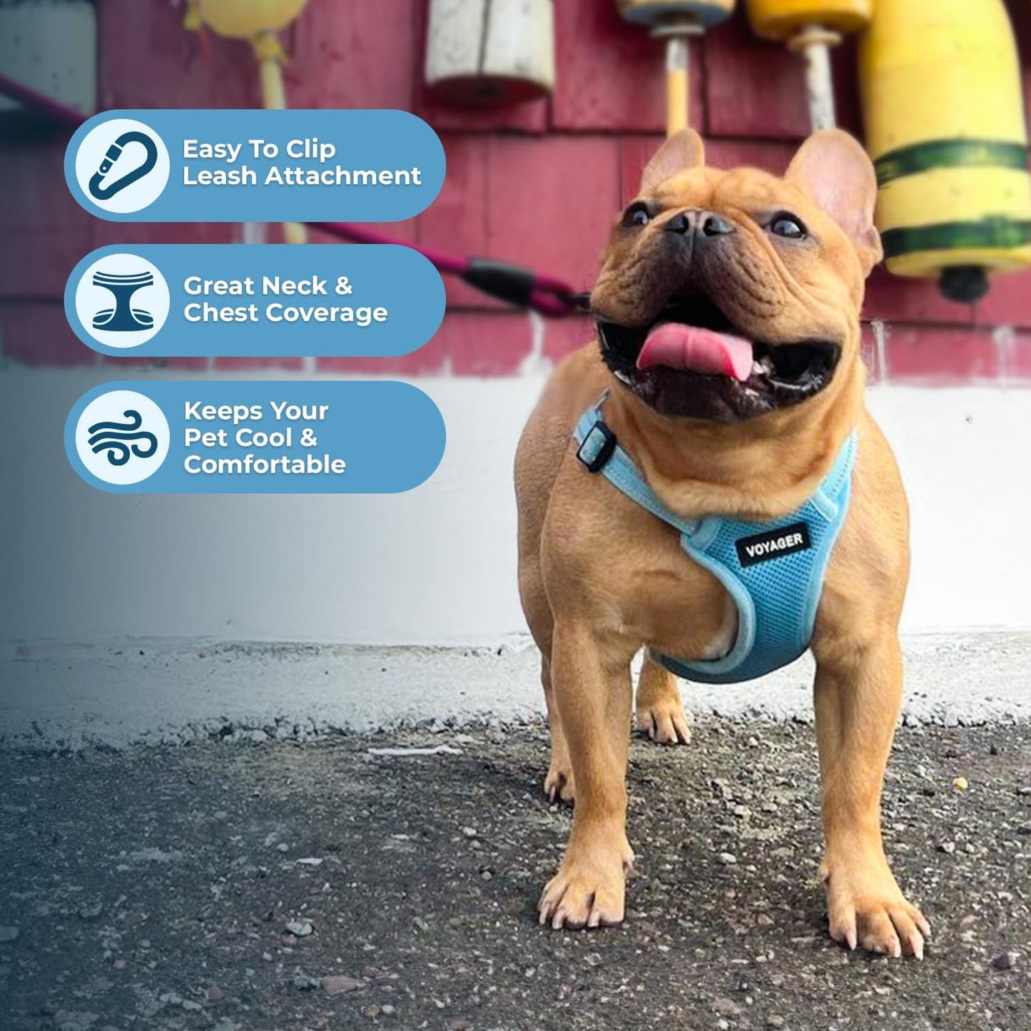 Verstellbares Hundegeschirr mit Reflektorstreifen XS, Geschirr (Babyblau) XS (Chest: 13 - 16")
