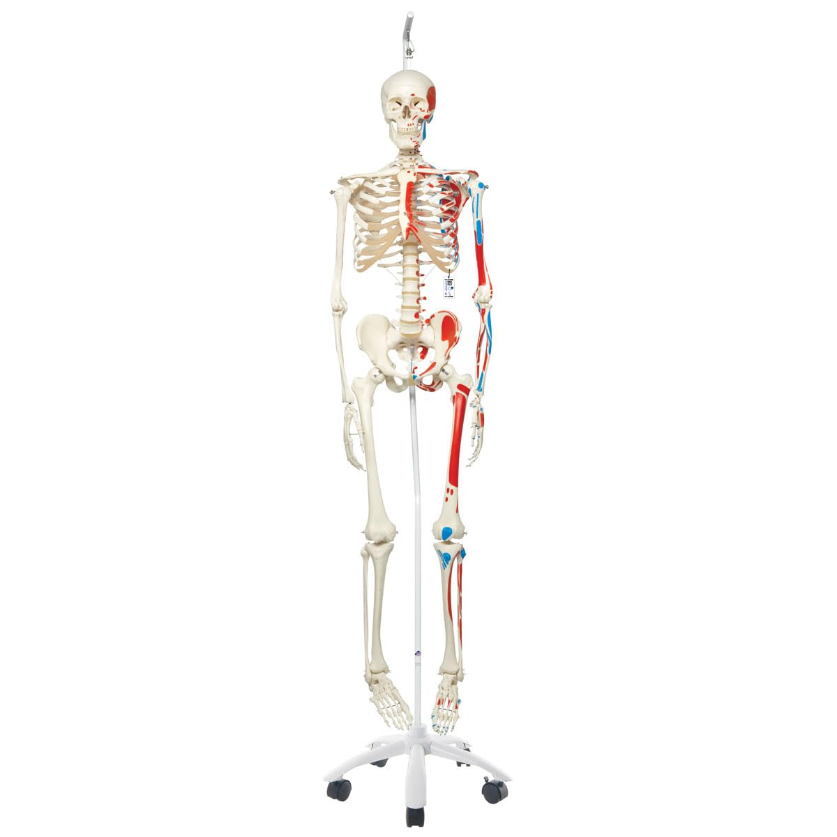 Lebensgrosses Anatomie-Skelett mit Muskeldarstellung, Modell Max, mit Muskeldarstellung und Nummerierung