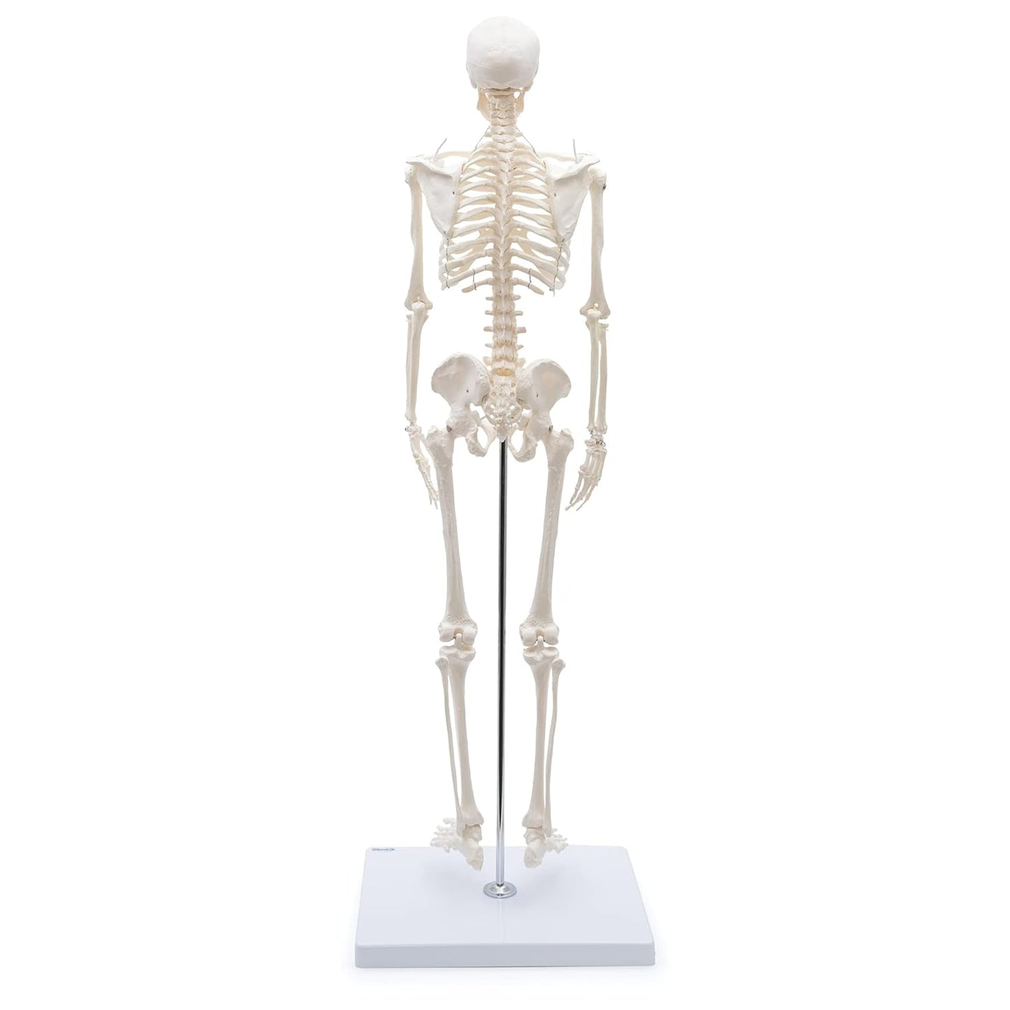A-117 Mini-Skelett, anatomisch