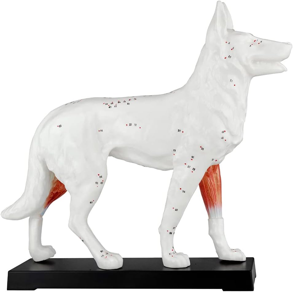 Akupunktur Tiermodell: Hund