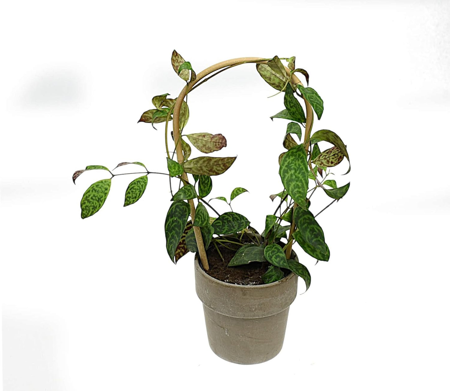 Gebogene Bambusstifte, 25 Stück, 60 cm, 25, 60 cm 8/10 mm