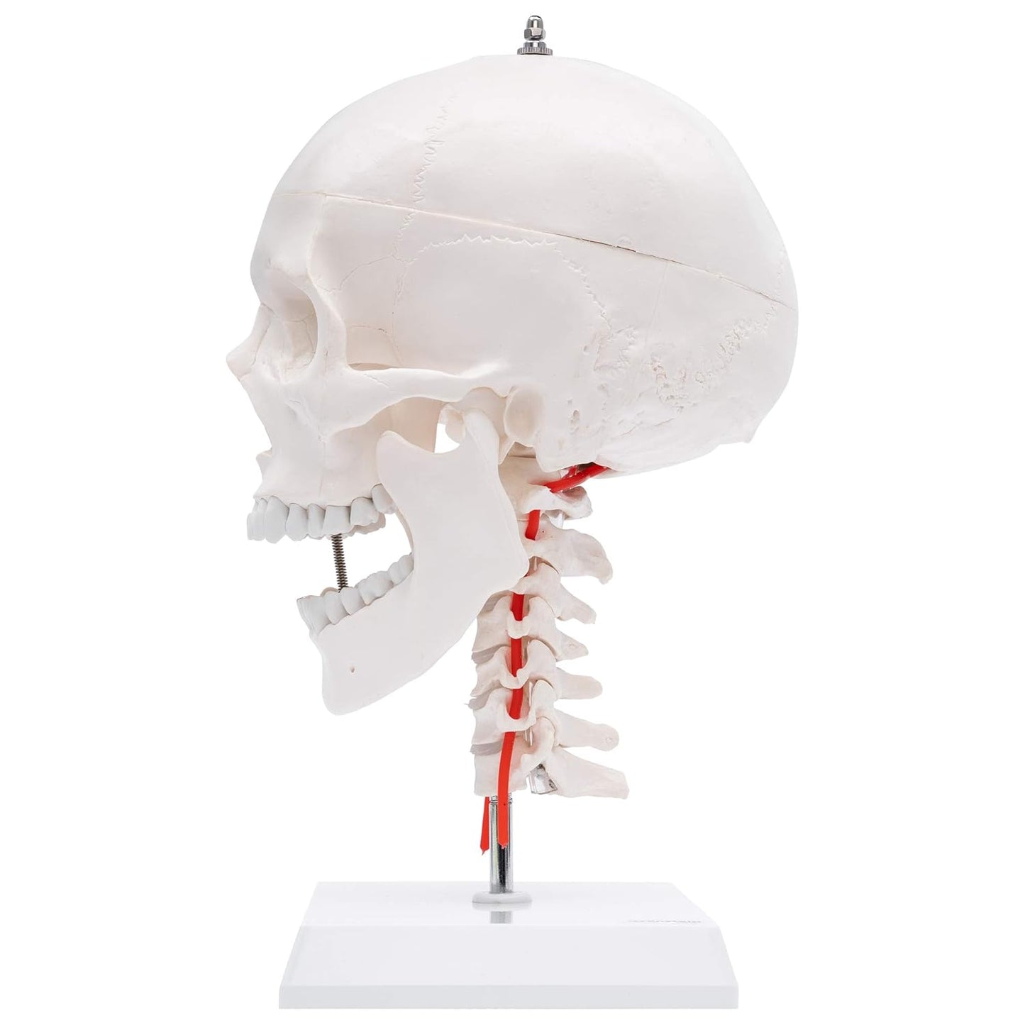 A-214 anatomischer Schädel mit Halswirbelsäule auf Stativ, Classic Industrial