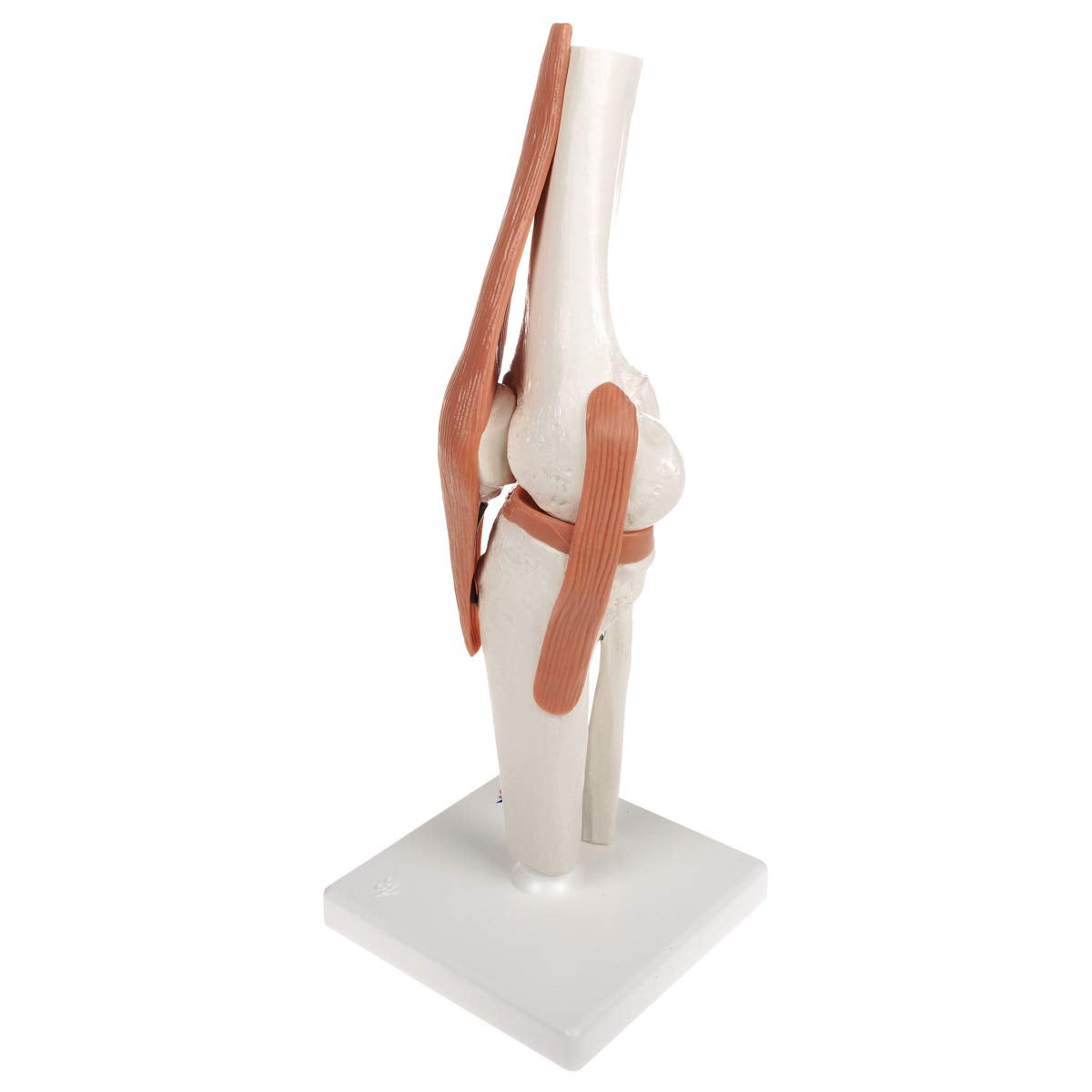 Kniegelenkmodell mit Smart Anatomy Software, Kniegelenk