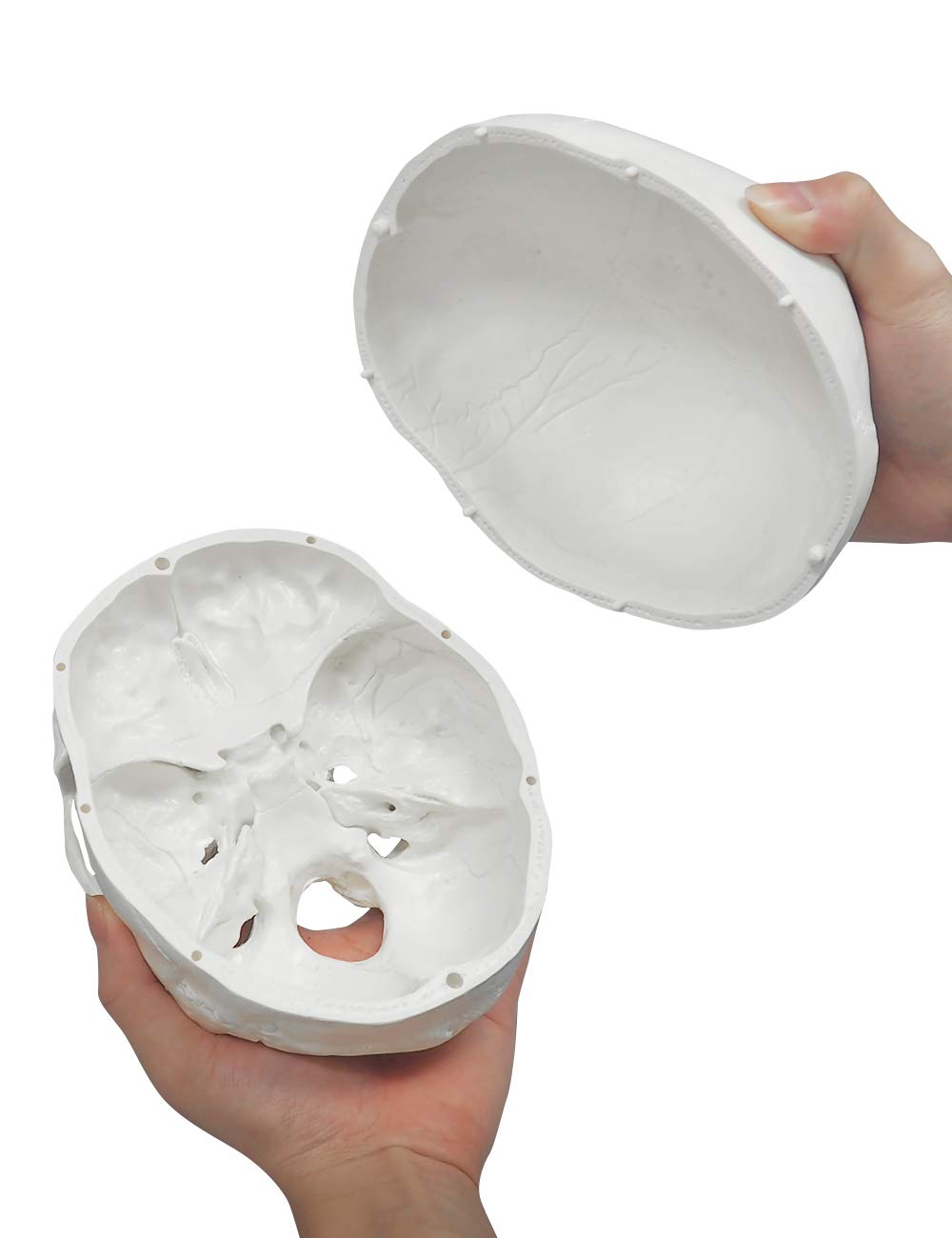 Anatomisches Schädelmodell mit abnehmbarer Schädeldecke, Weiss