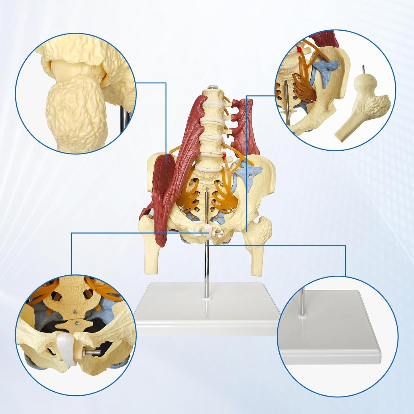 Anatomisches Beckenmodell mit Lendenwirbelsäule, Beckenmodell Mit Lendenwirbelsäule