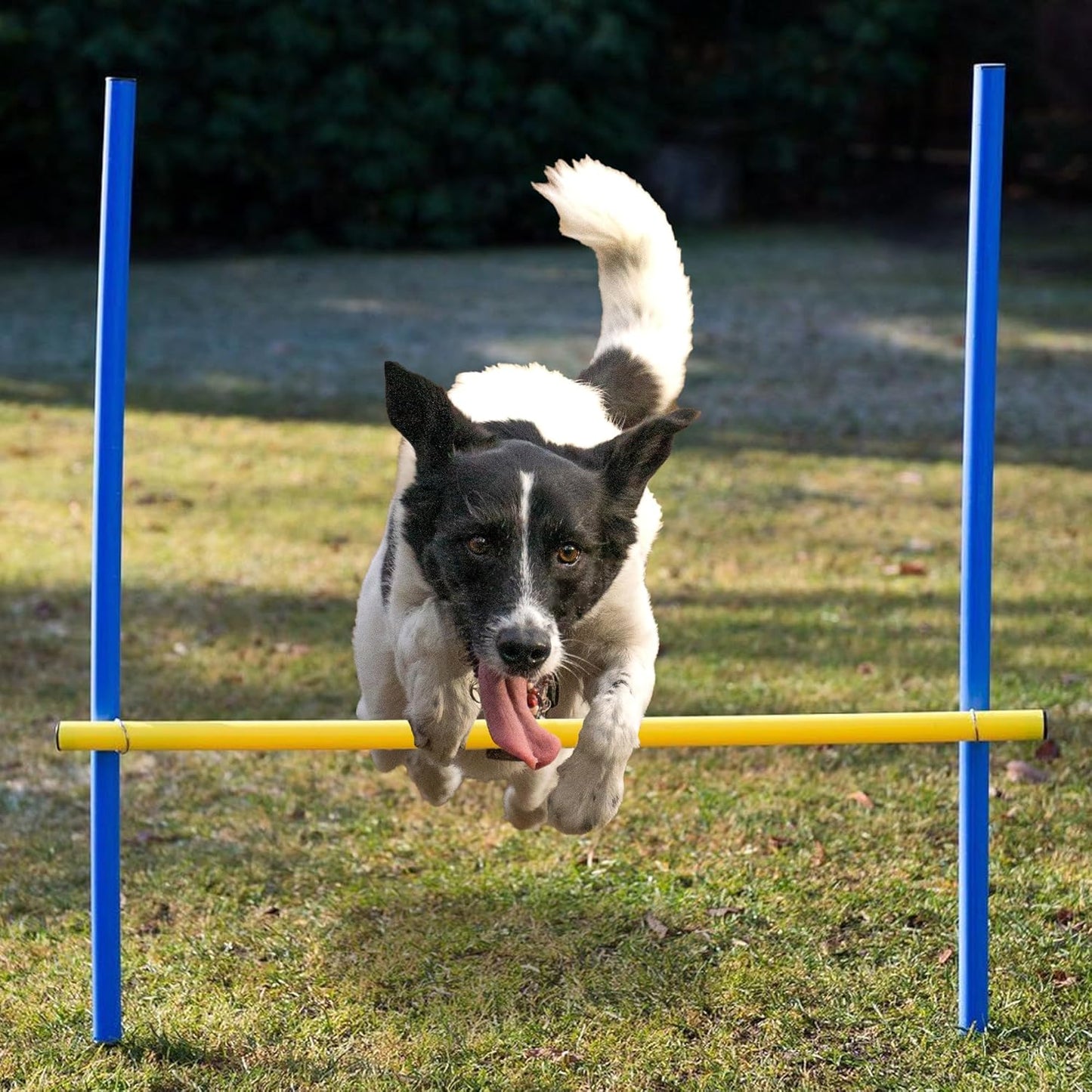 Agility Hundetraining-Set mit Hürden & Slalomstangen, Set ohne Tunnel