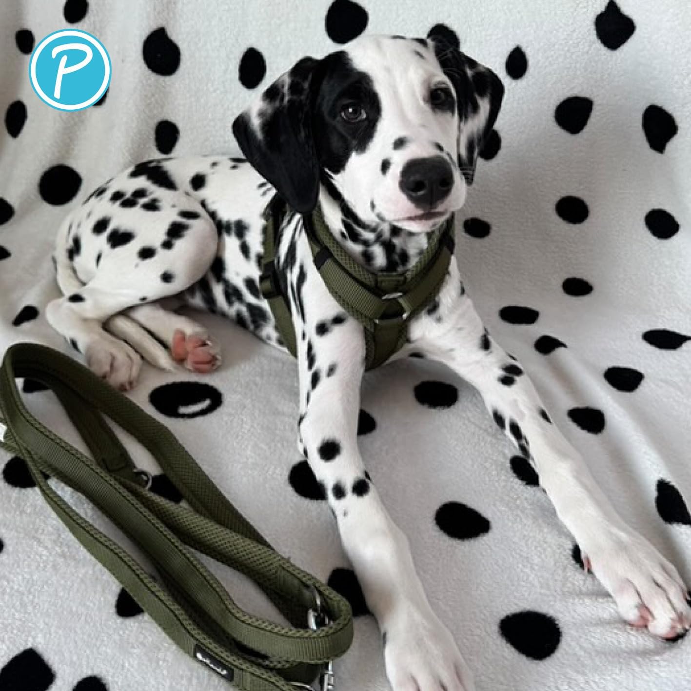Gepolstertes Y-Comfort Hundegeschirr, Olive S