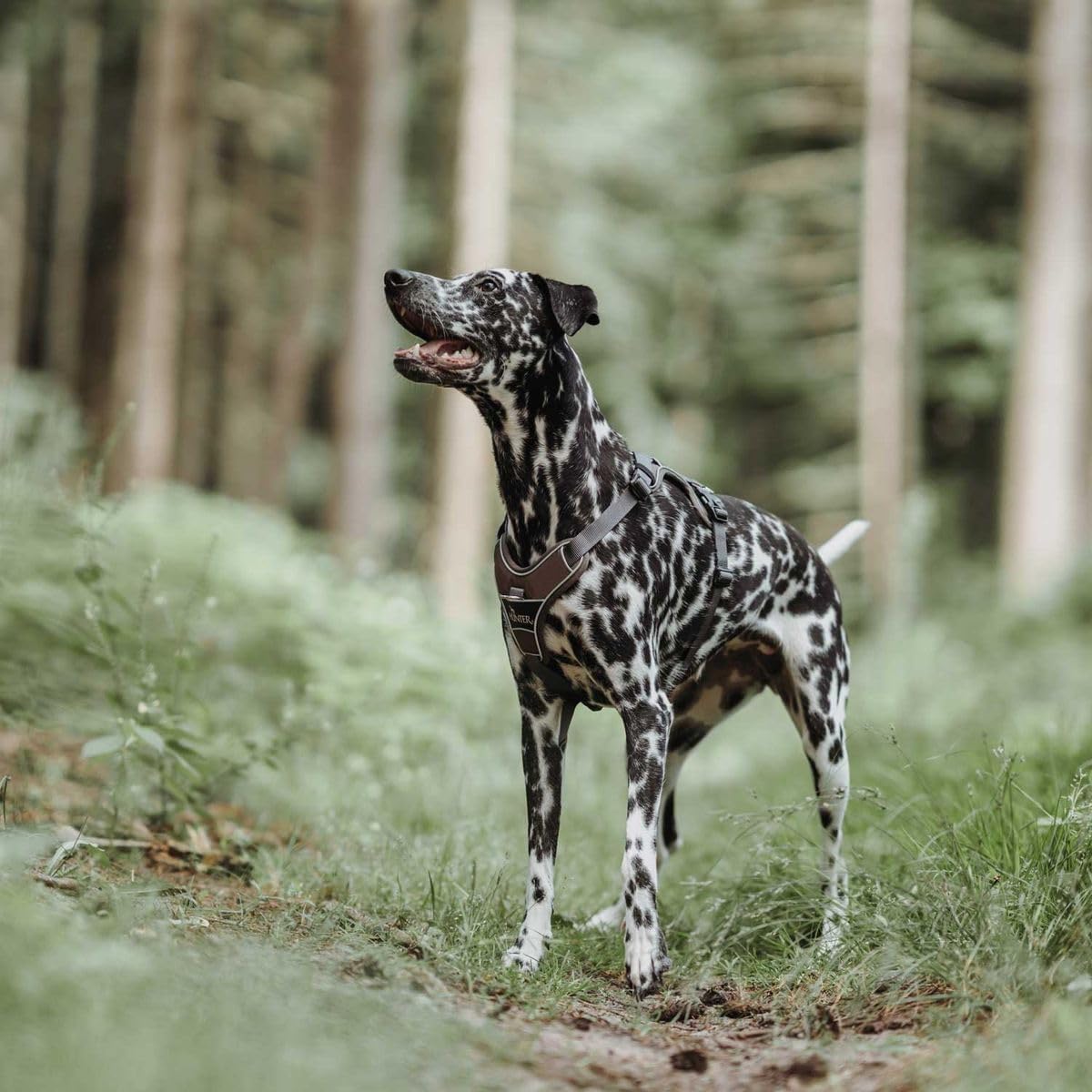Atmungsaktives Hundegeschirr Divo, 52 - 68 cm braun/grau