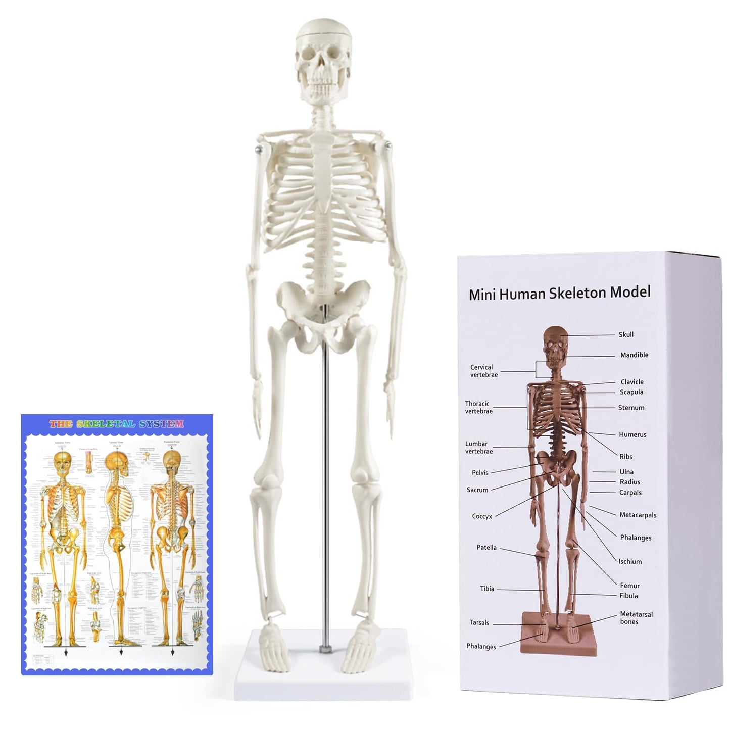 Anatomie-Skelettmodell 45 cm (beweglich), Modern
