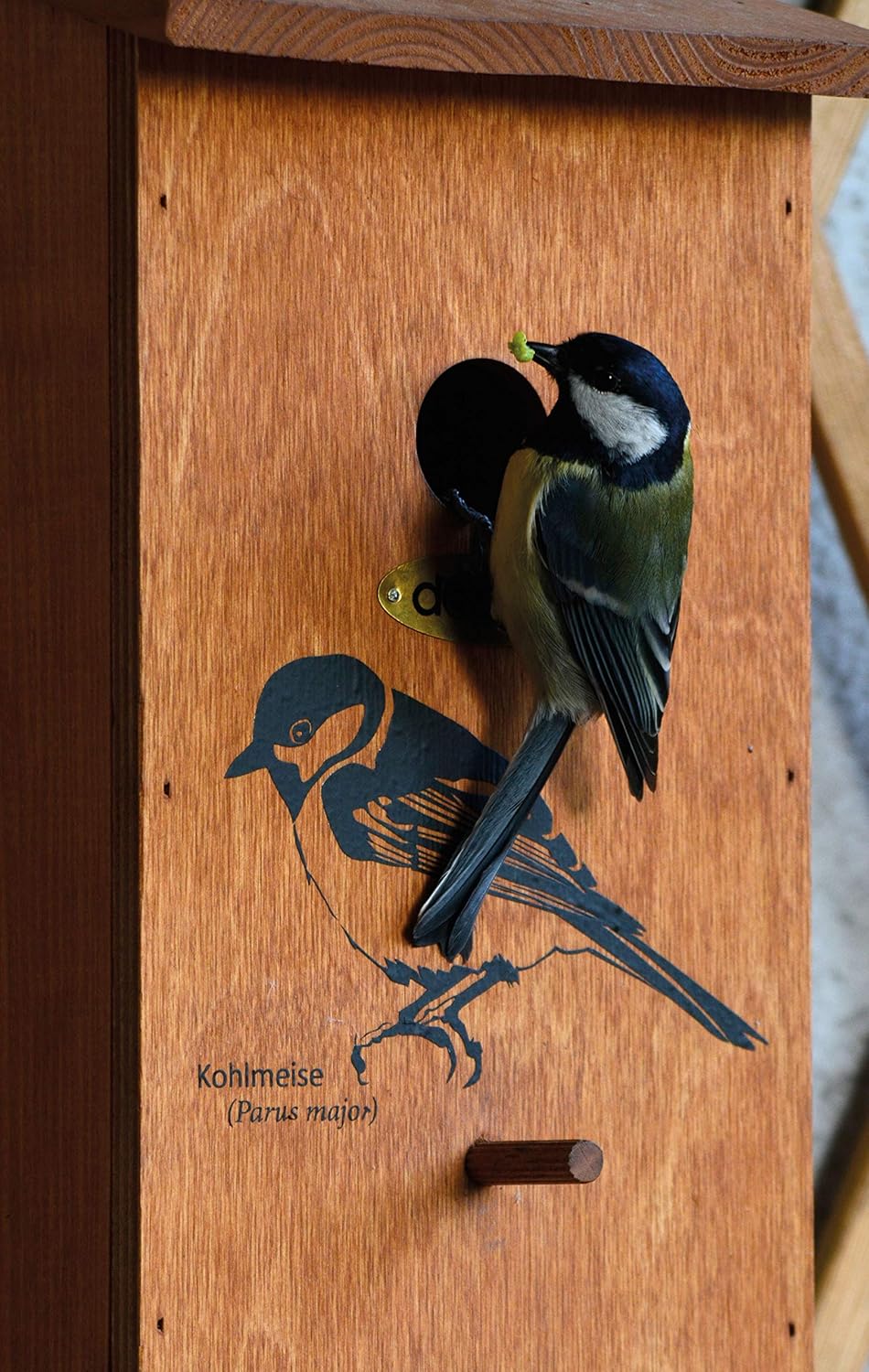 Nistkasten für Kohlmeisen, Kohlmeise