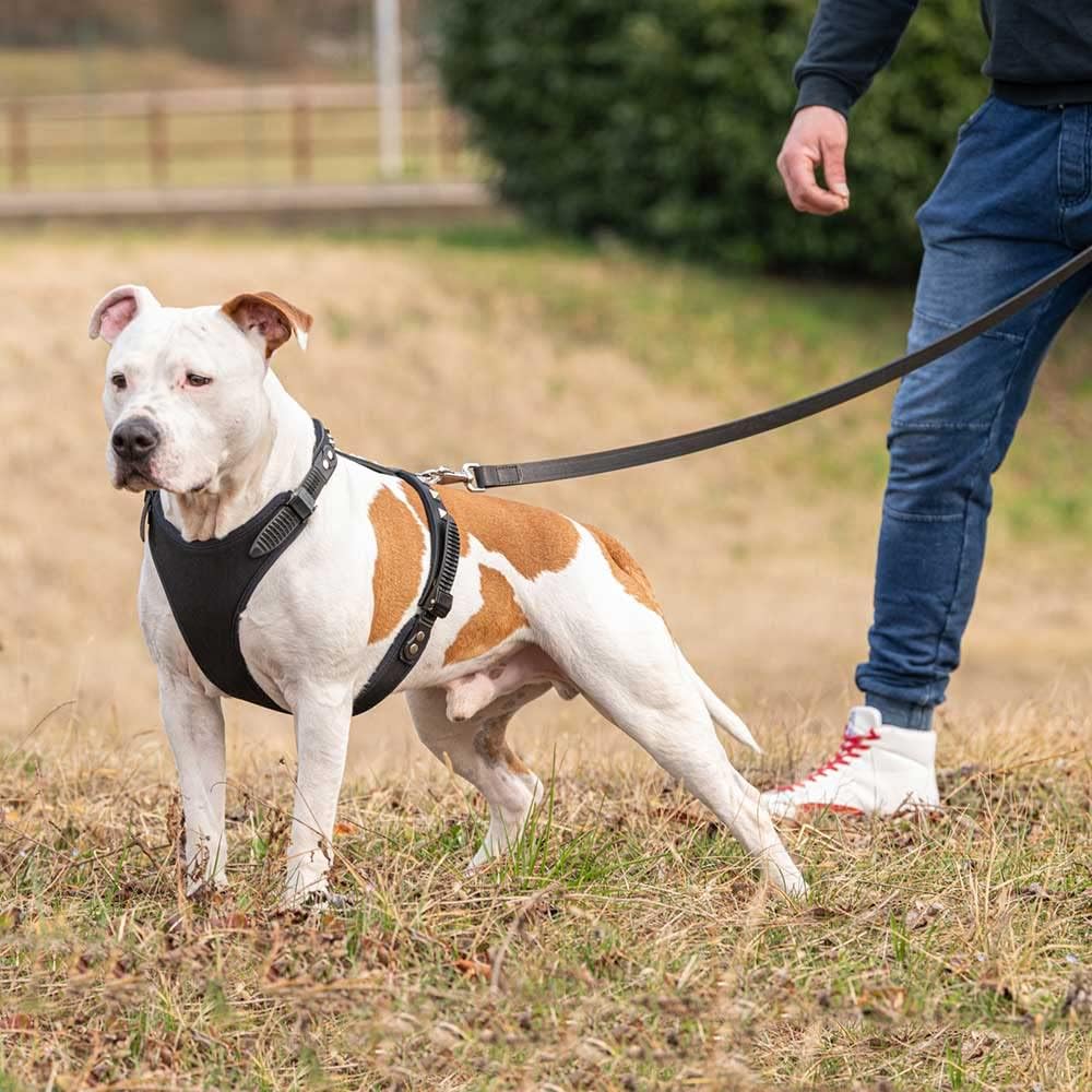 Hundegeschirr Giotto Luxor, schwarz L/XL