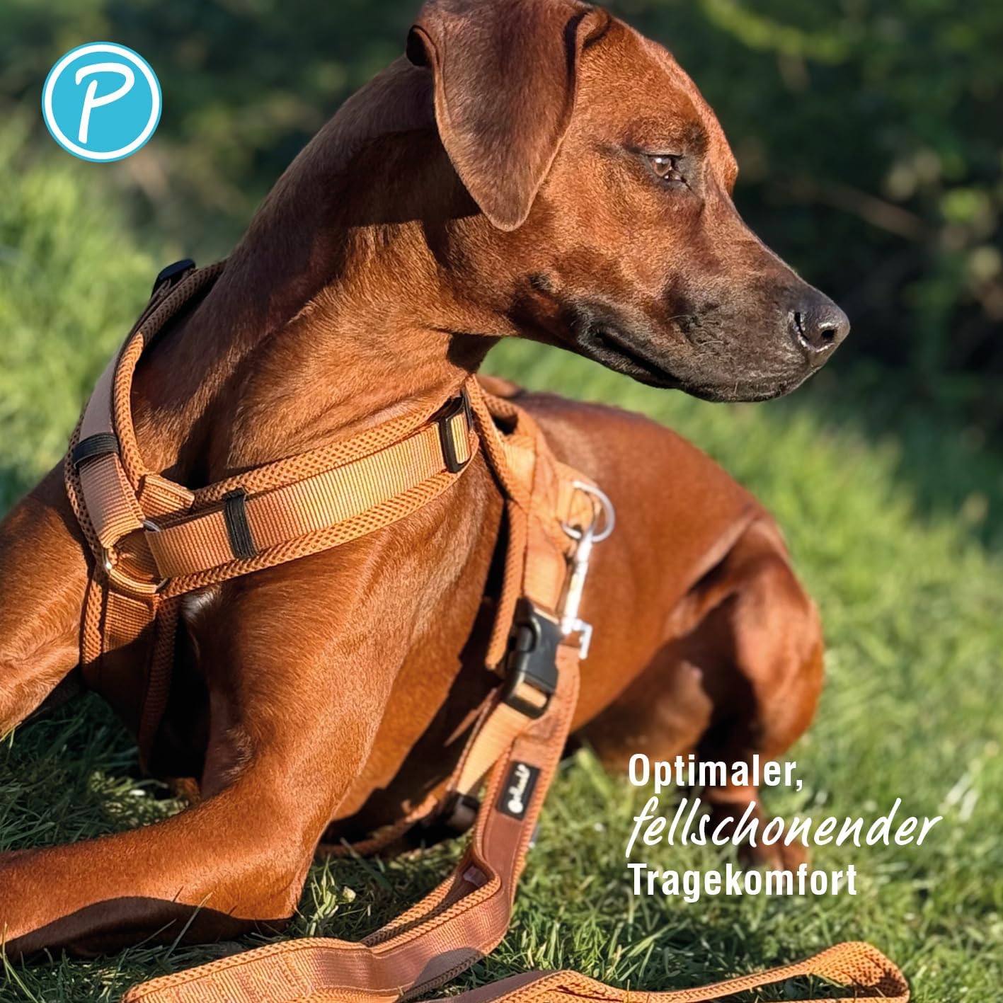 Gepolstertes Hundegeschirr Y-Comfort, Cognac L