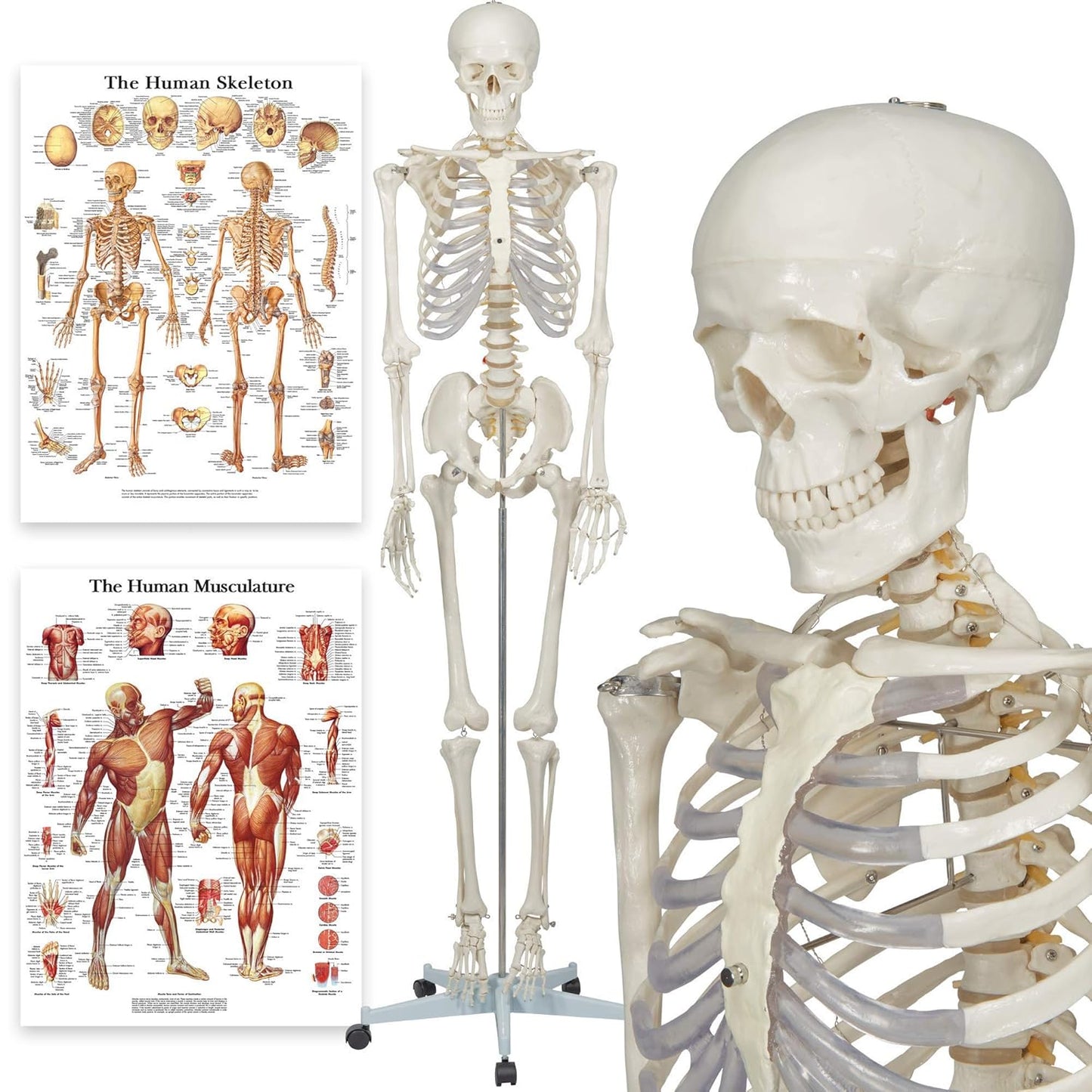 Anatomisches Skelett-Modell Buddy, Lebensgrösse