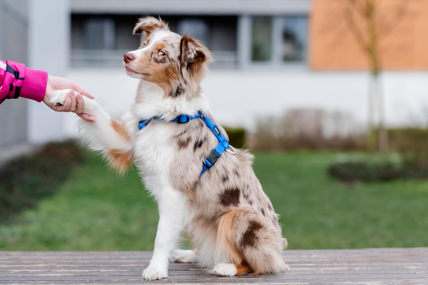 Hundegeschirr für grosse Hunde, verstellbar & bequem, XL Blau