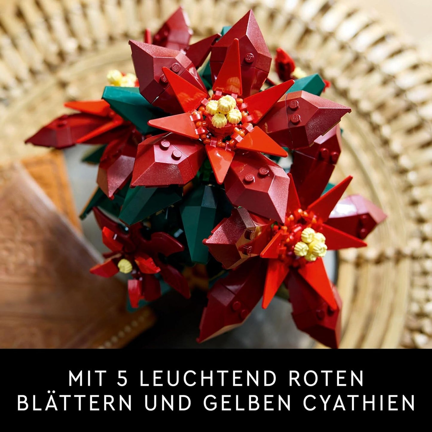 Weihnachtsstern