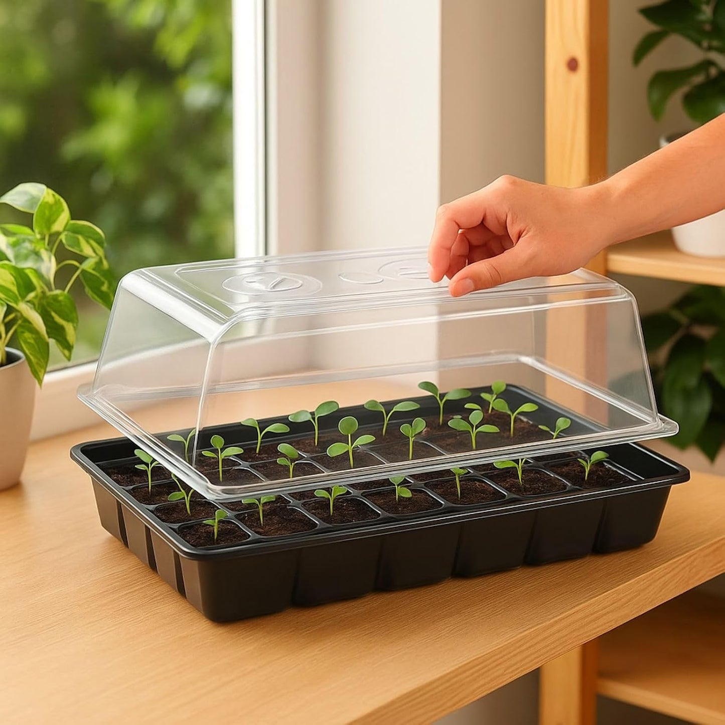 Mini-Gewächshaus für Zimmerpflanzen, Klein