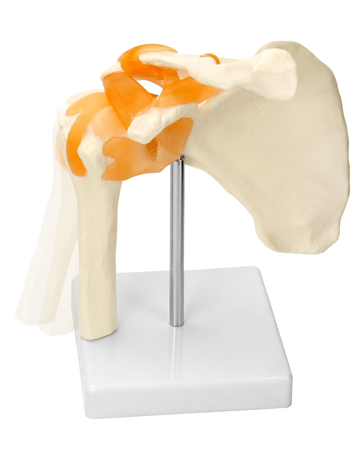 Anatomisches Schultergelenkmodell mit flexiblen Bändern