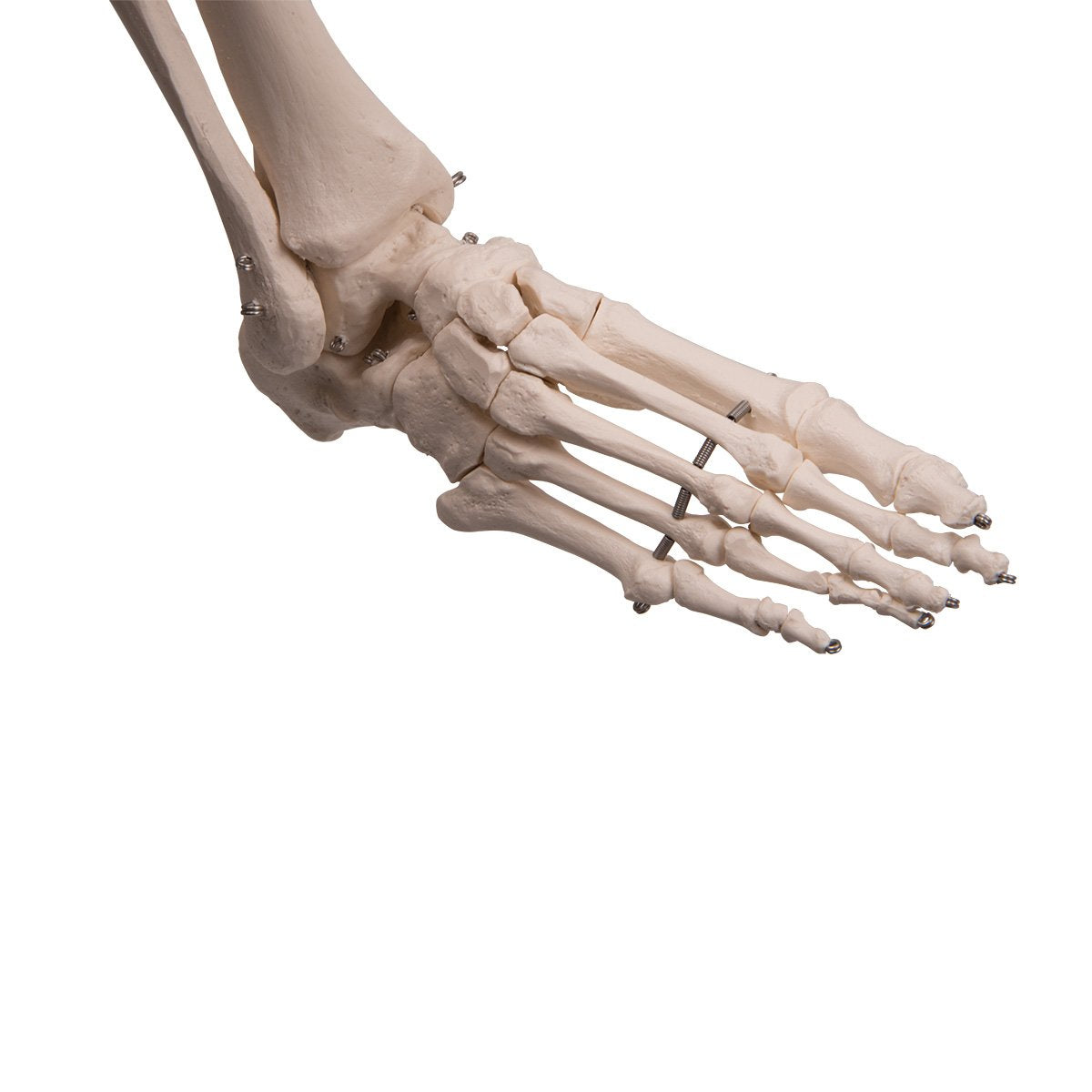 Anatomie Skelettmodell mit Metallstativ (5 Rollen), Metallstativ mit 5 Rollen
