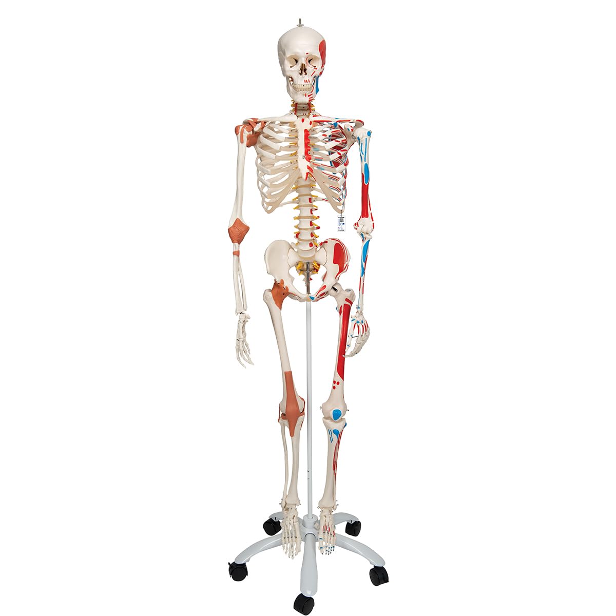 Menschliches Anatomie-Skelett mit Muskeldarstellung, mit Muskeldarstellung