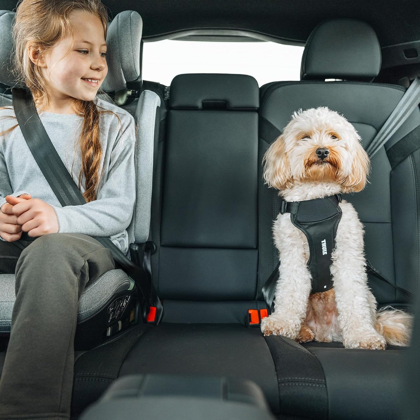 Cappy Hundegeschirr fürs Auto (Grösse S), Schwarz S