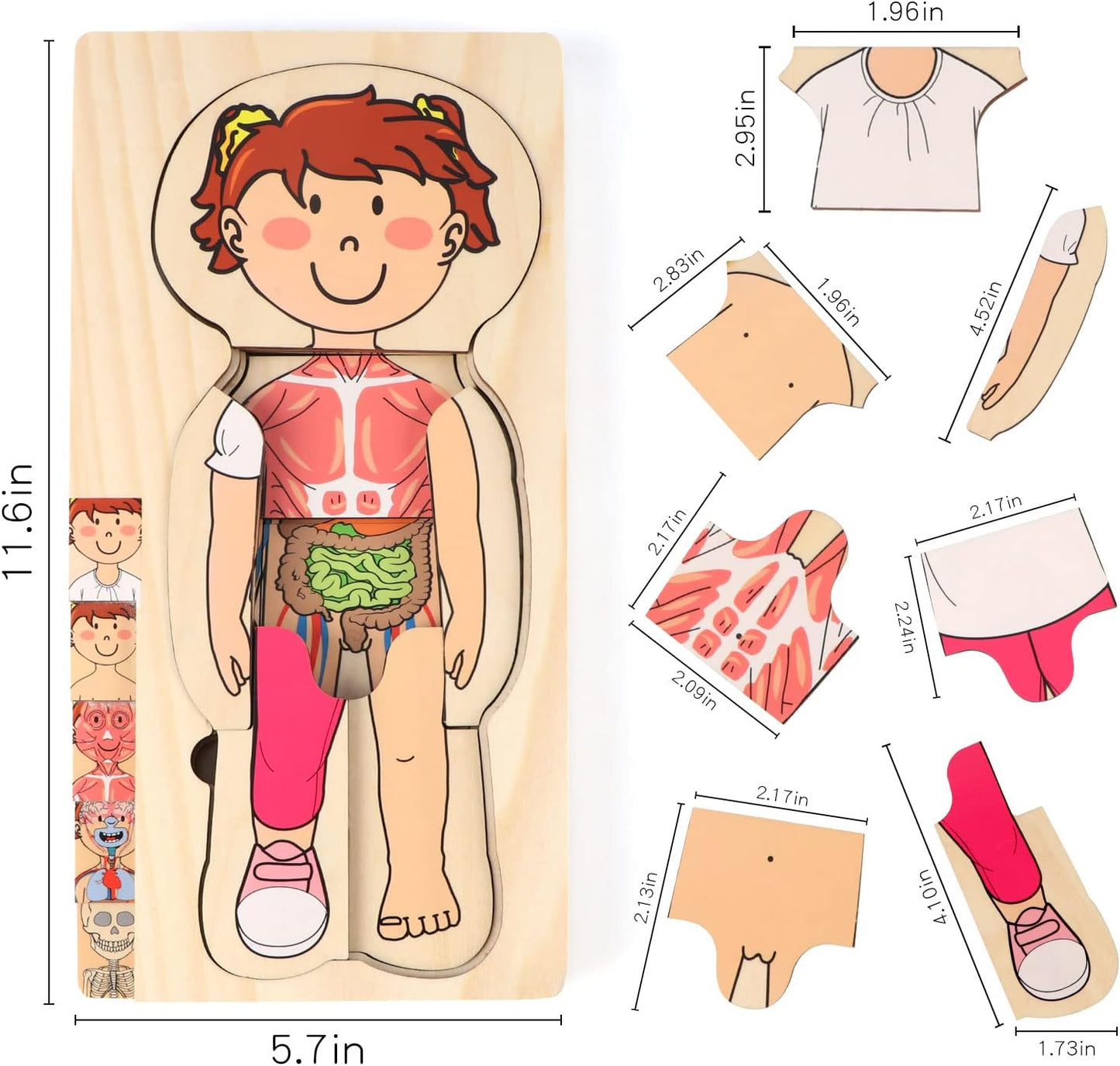 Mädchen-Anatomie-Puzzle