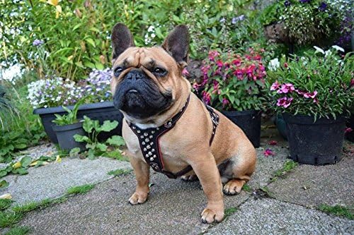 Brustgeschirr Rocky, verstellbar, M- für einen Brustumfang von 50 cm bis 75 cm Schwarz / Schwarz