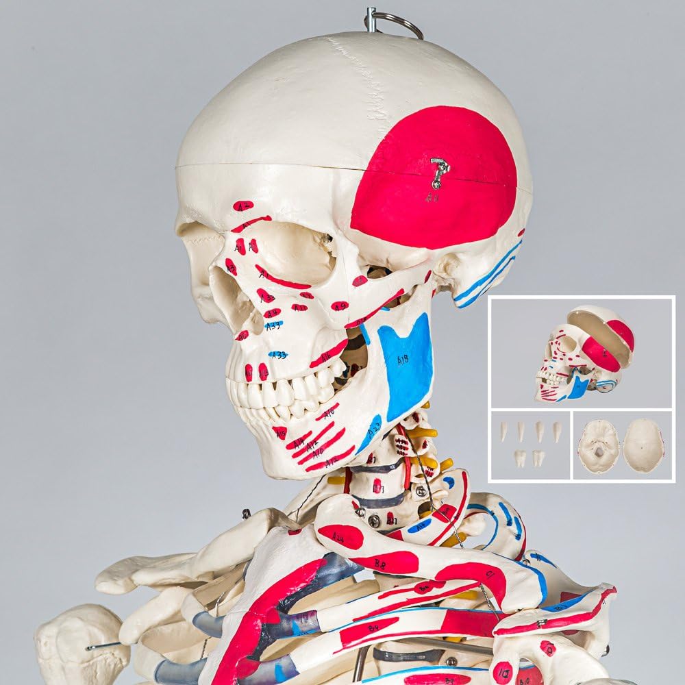 Anatomie Skelettmodell mit Muskelbemalung, Nr. 401755, Skelett mit Muskelbemalung | Nr. 401755