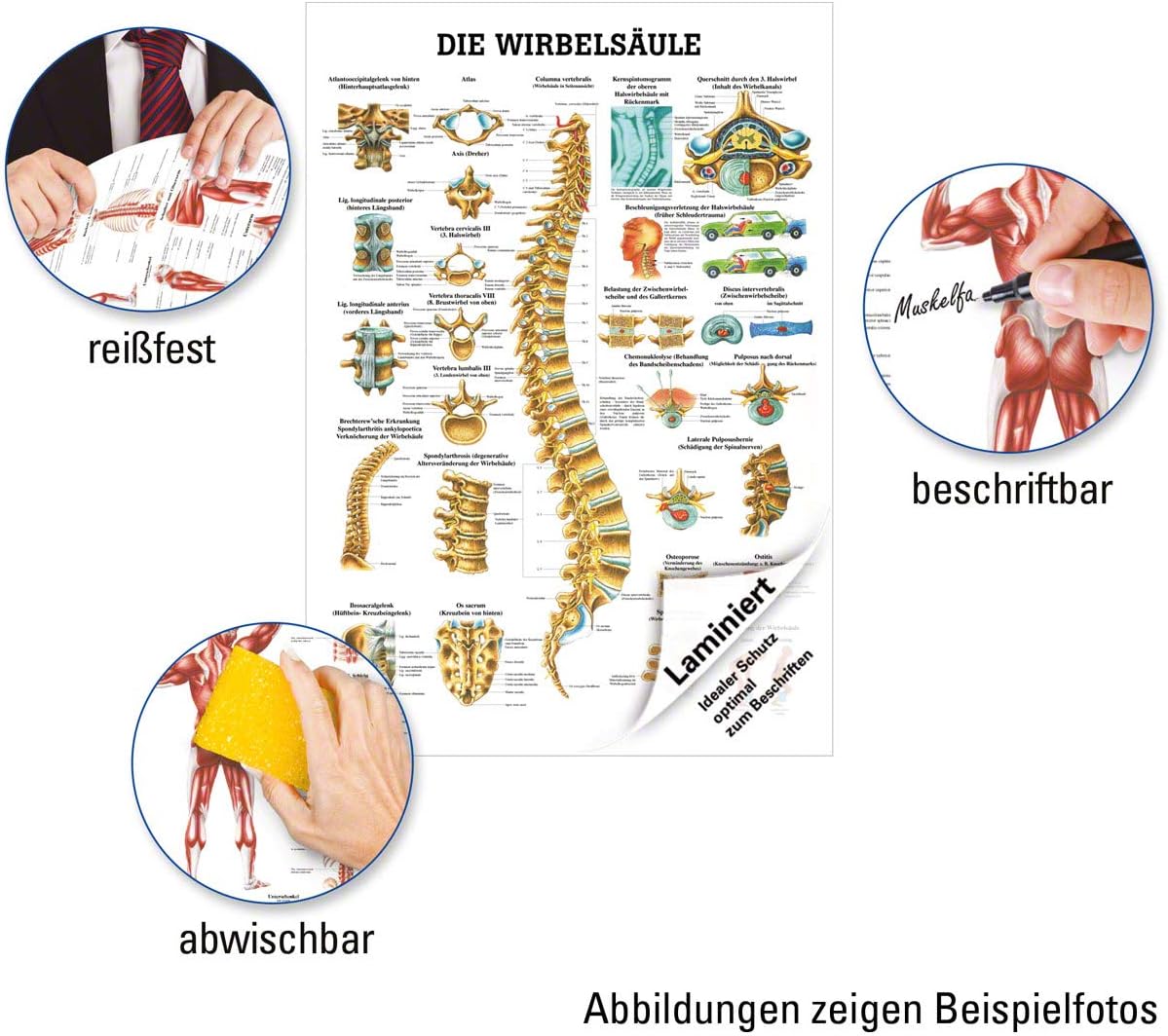 Anatomische Lehrtafel Wirbelsäule, mit Laminierung
