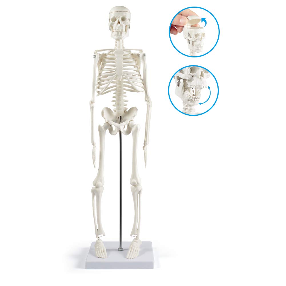 Anatomie-Skelettmodell 45 cm (beweglich), Modern