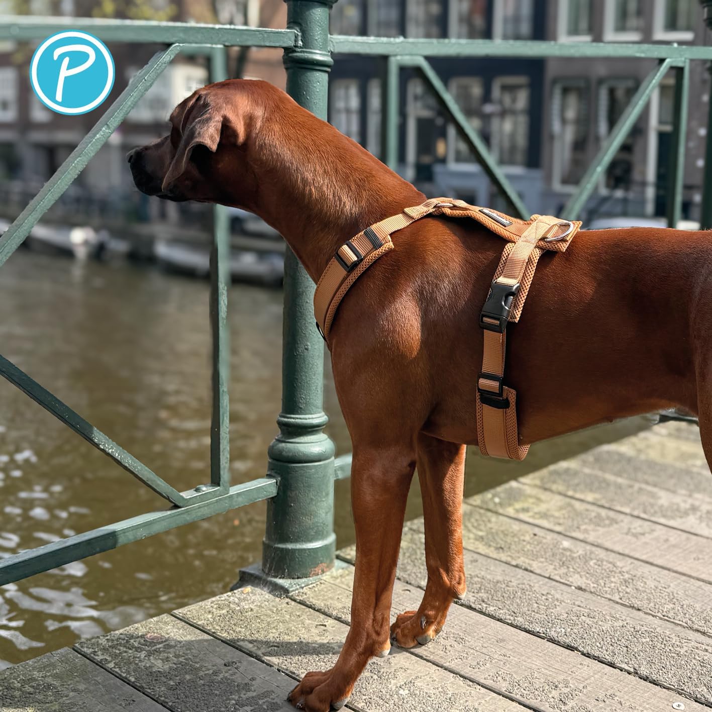 Gepolstertes Hundegeschirr Y-Comfort, Cognac L