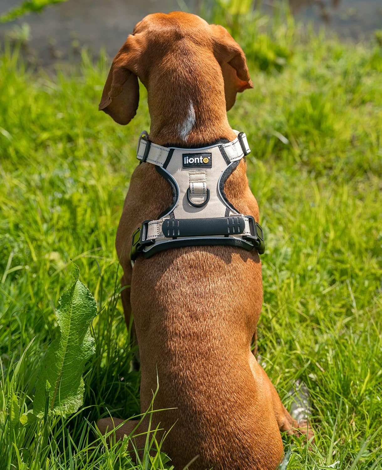 GS00501 gepolstertes Hundegeschirr, reflektierend, S Beige