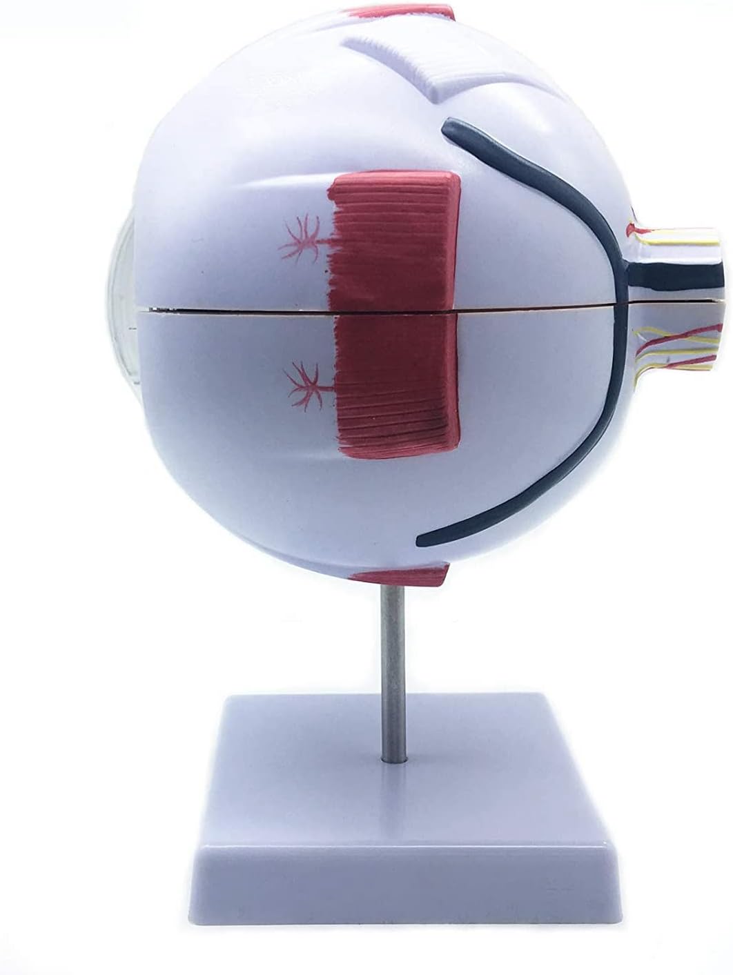 Anatomisches Modell, menschliches Auge, 6-fach vergrössert