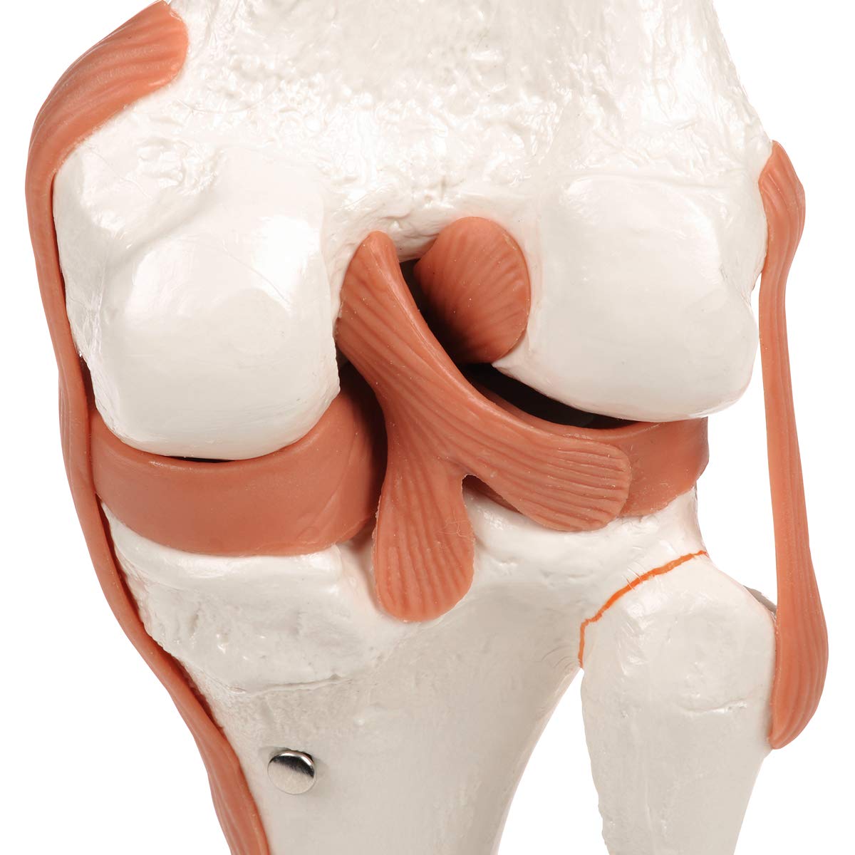 Kniegelenkmodell mit Smart Anatomy Software, Kniegelenk
