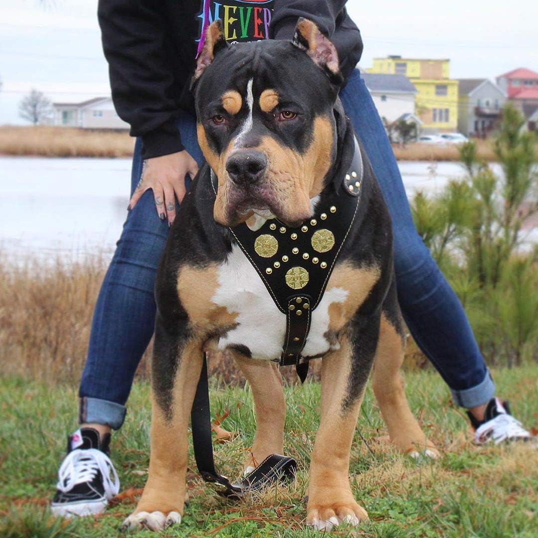 Echtleder Hundegeschirr, XXL- passt auf einen Brustumfang von 95 bis 145 cm