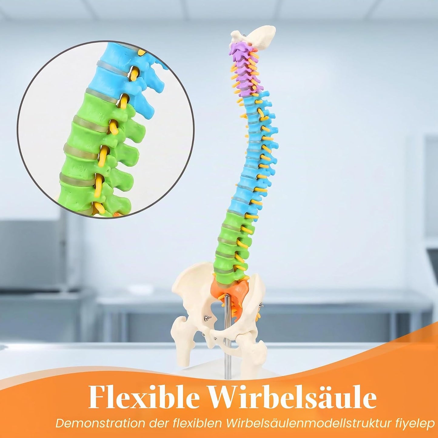 Flexibles Wirbelsäulenmodell mit Spinalnerven
