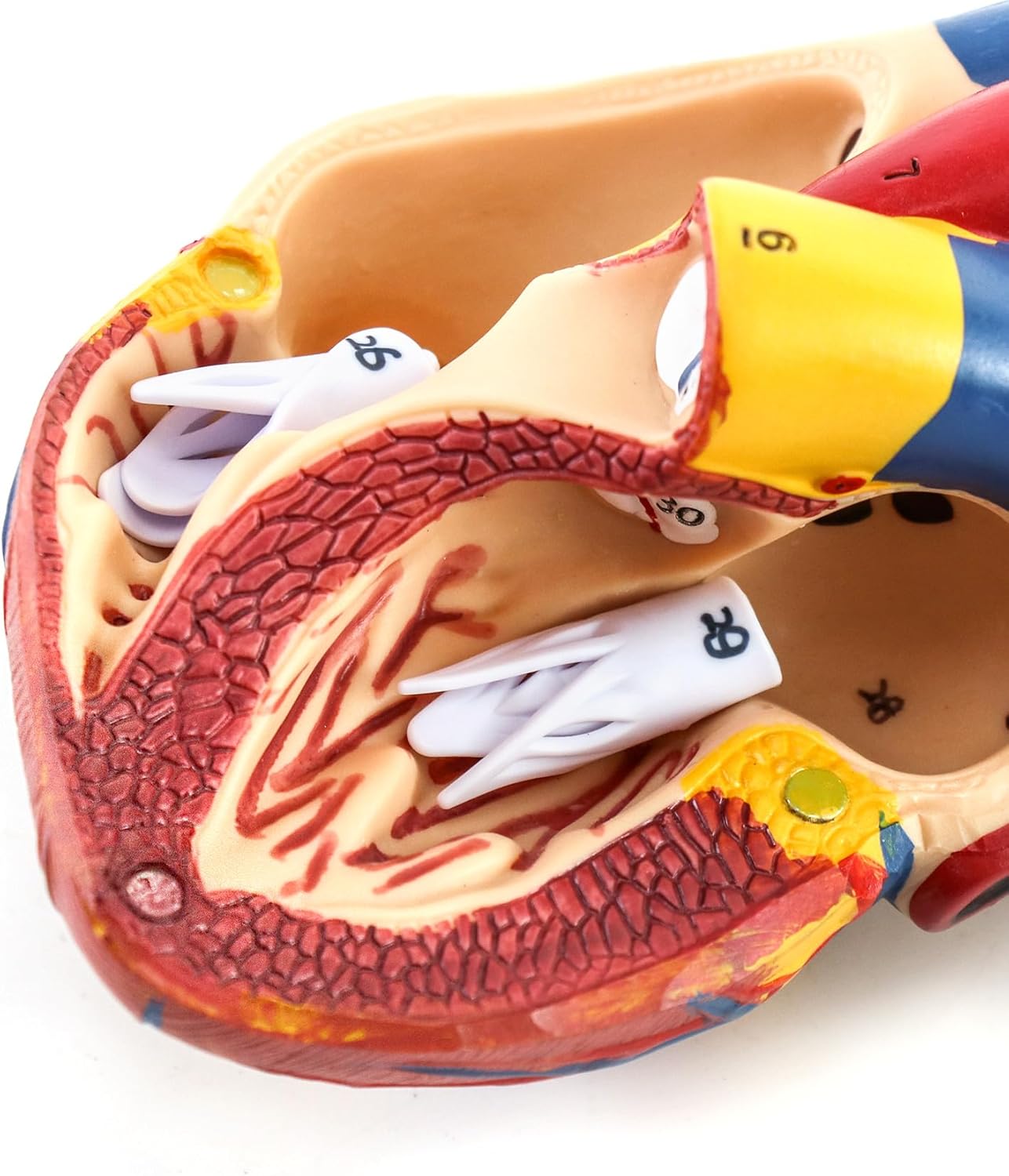 Anatomisches Herzmodell, 2 Stück, lebensgross, 2 Pcs