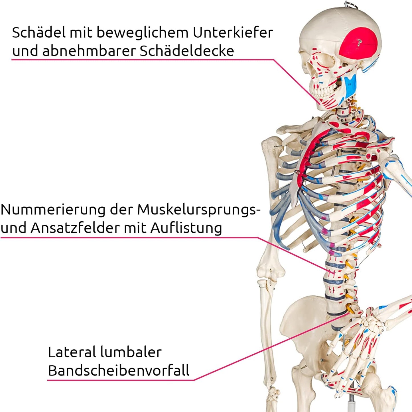 Anatomie Skelettmodell mit Muskelbemalung, Nr. 401755, Skelett mit Muskelbemalung | Nr. 401755