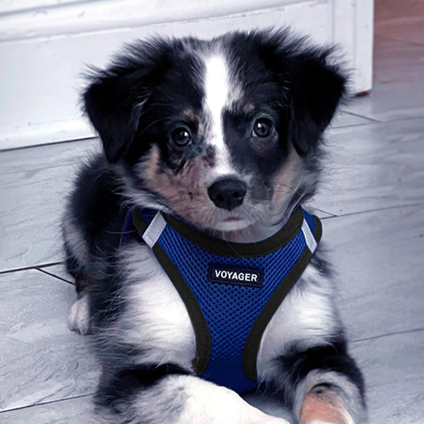 Step-In Air Hundegeschirr, L (Chest: 18 - 20.5") Farbe: Königsblau