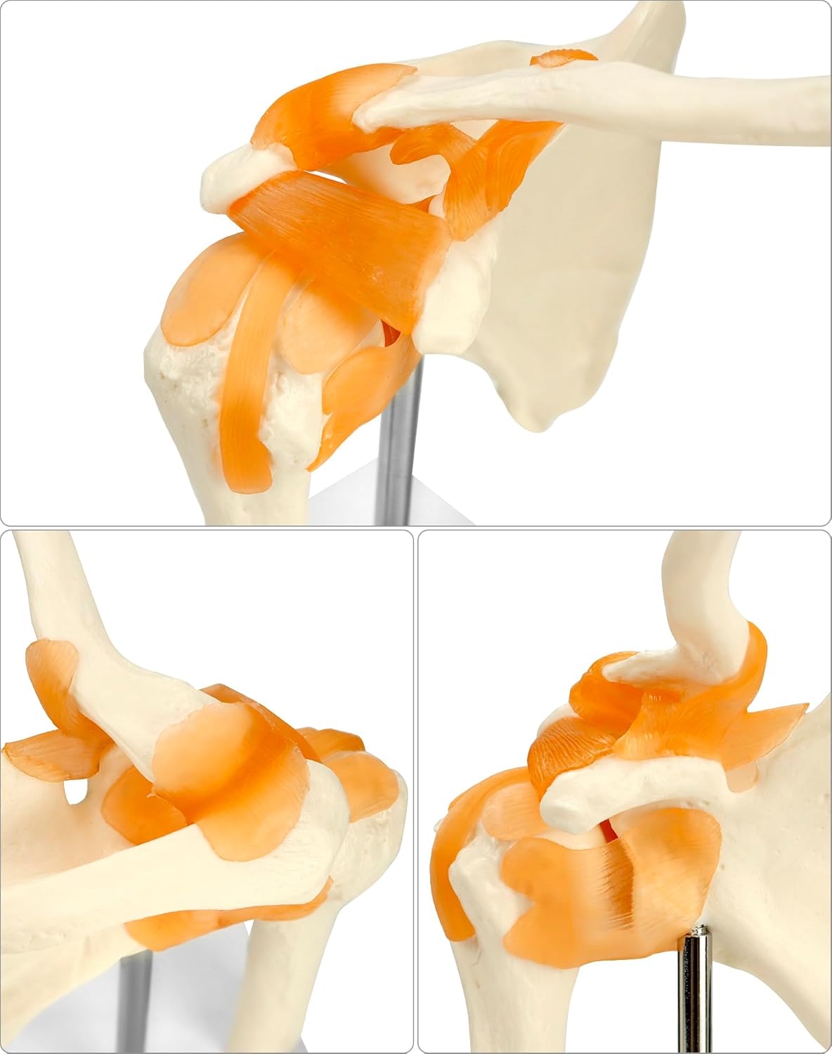 Anatomisches Schultergelenkmodell mit flexiblen Bändern