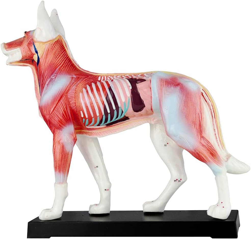 Akupunktur Tiermodell: Hund