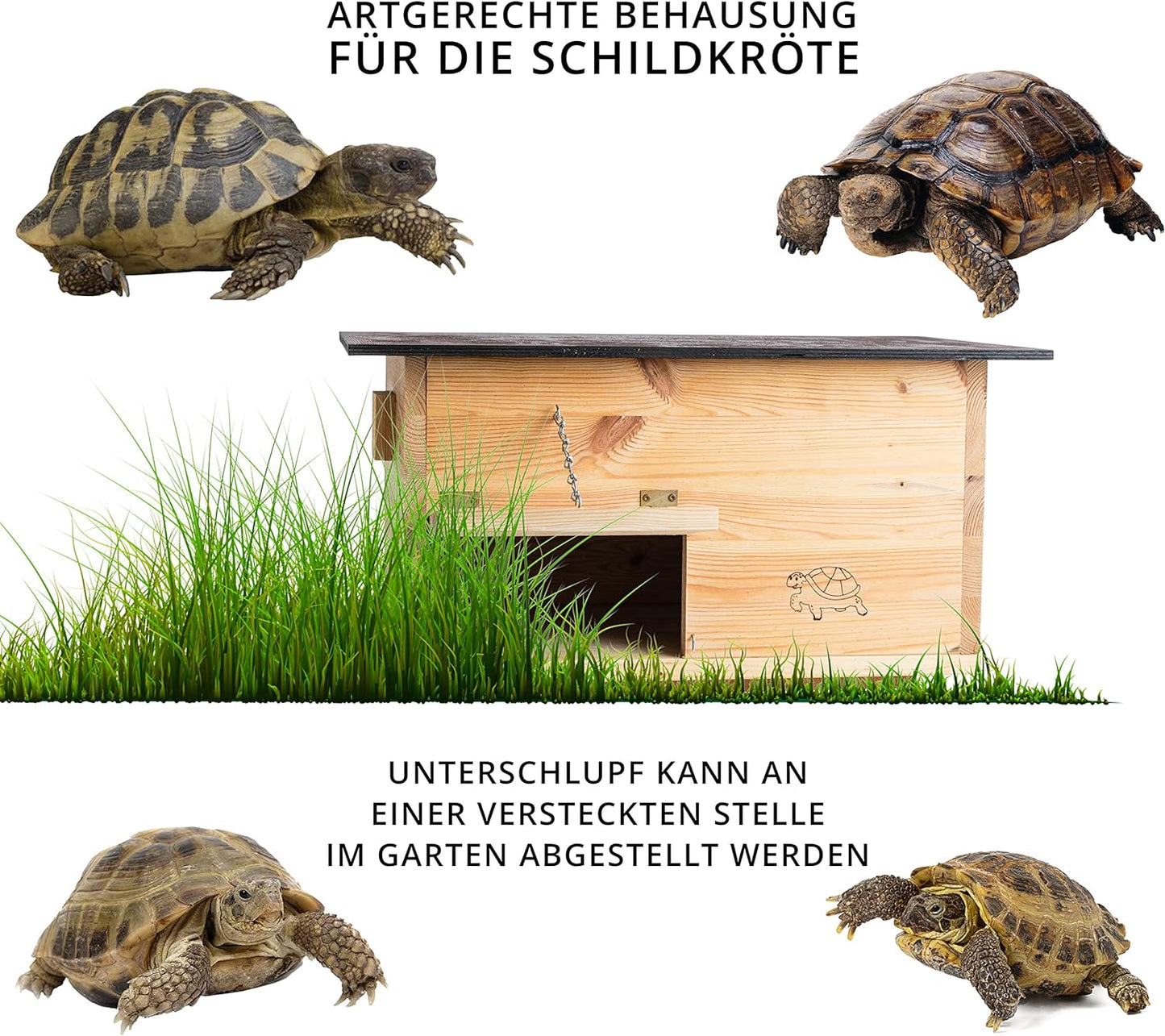 Schildkrötenhaus SH2, Lasiert