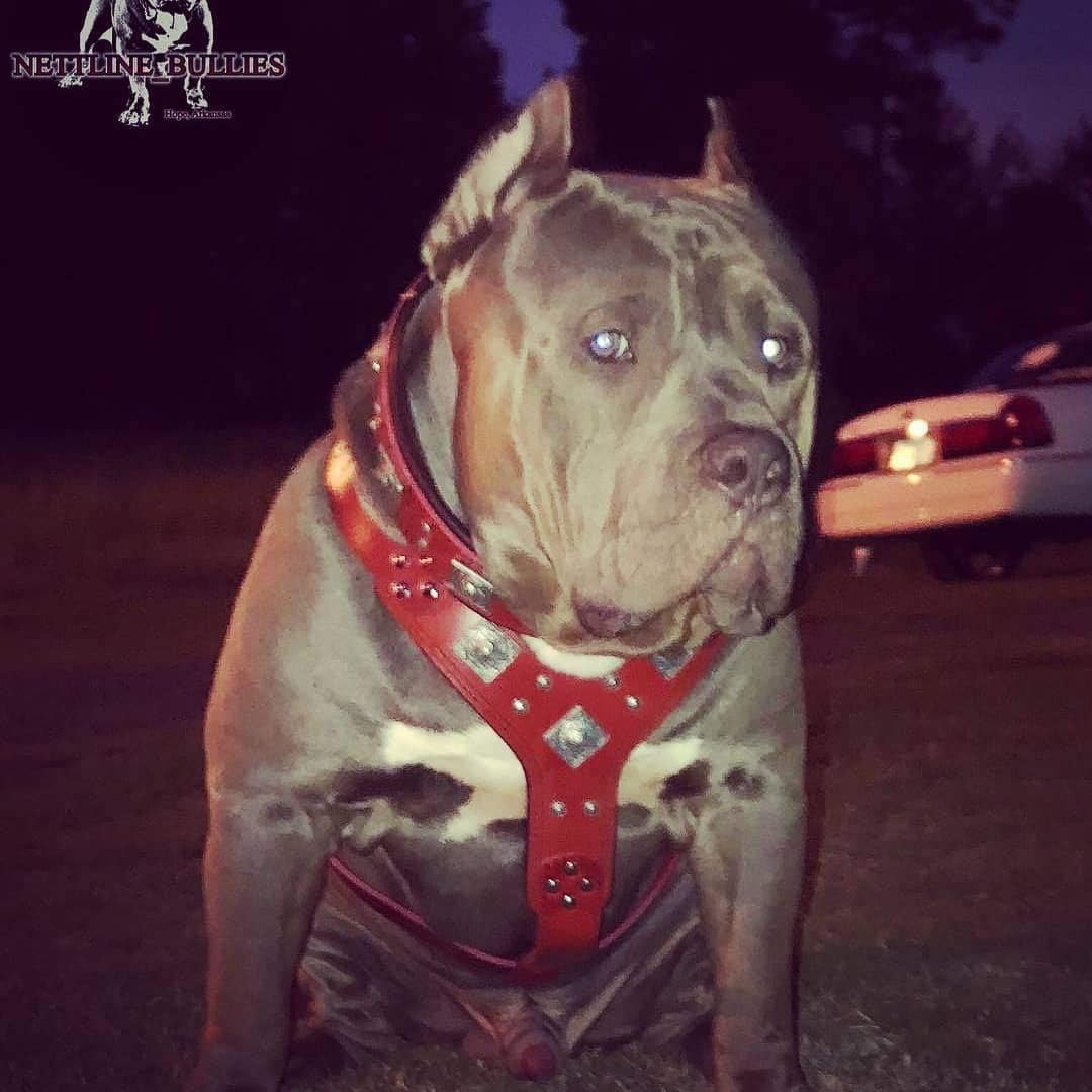 Hundegeschirr, L/XL- Amstaff / Dobermann