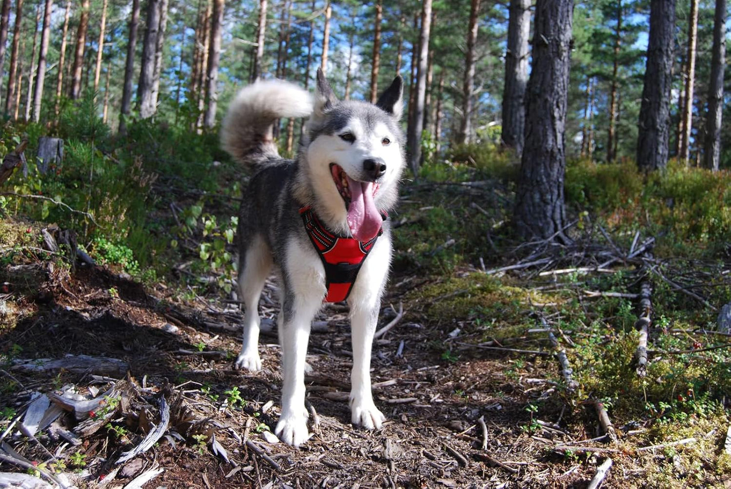 Hundegeschirr TLH5651, XL|Rot