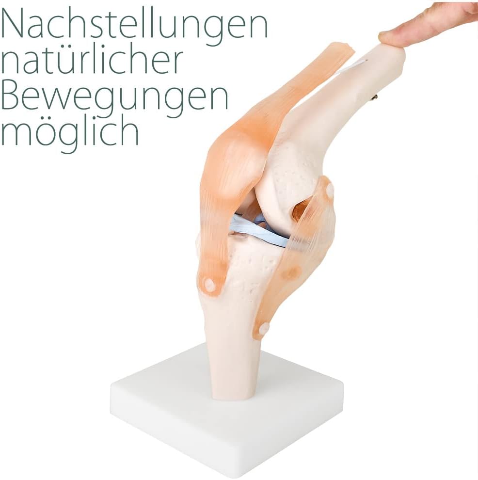 Anatomiemodell Kniegelenk mit beweglichem Gelenk