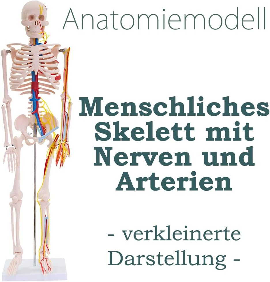 Anatomie Skelettmodell mit Nerven und Arterien