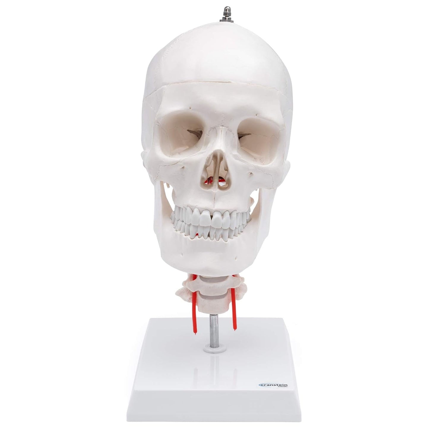 A-214 anatomischer Schädel mit Halswirbelsäule auf Stativ, Classic Industrial