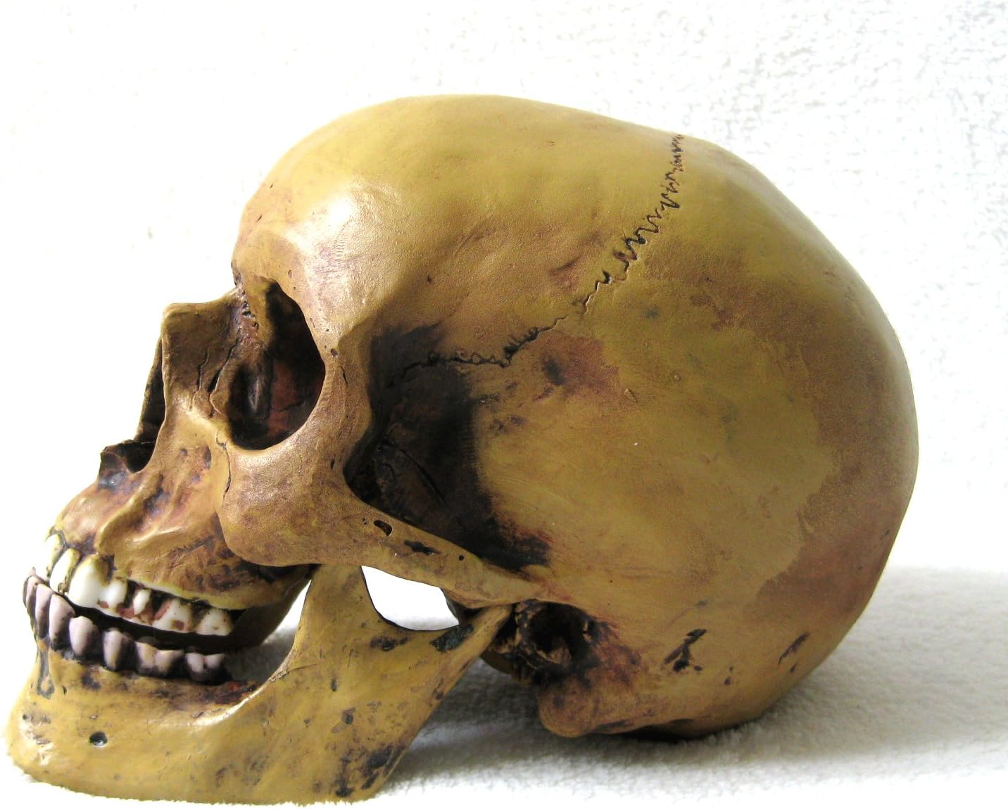 Anatomie-Schädel mit Unterkiefer Replik