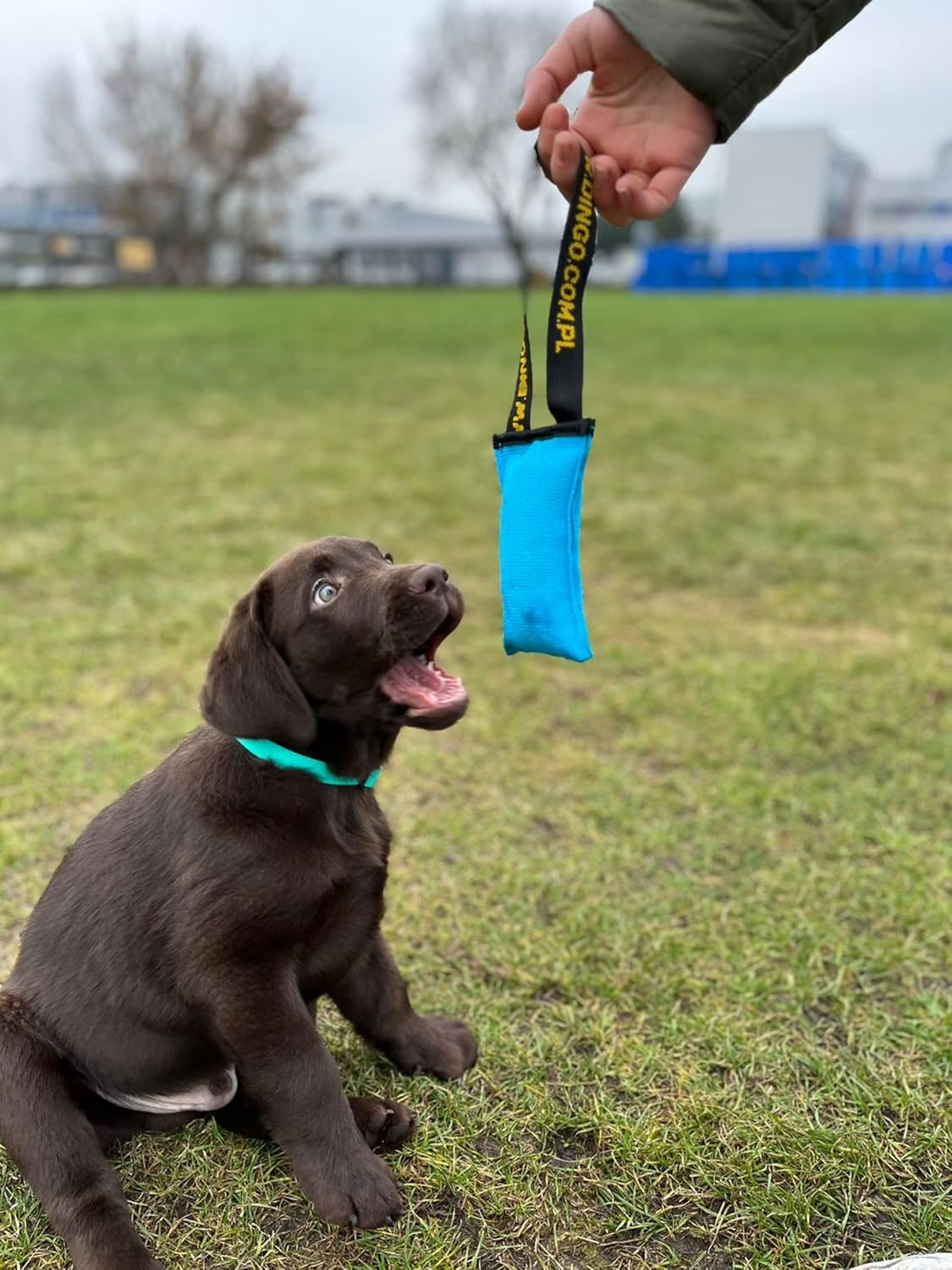 4 Stück Hundespielzeug Beisswurst für Bisstraining, Z30001, Set 4 Stück: 15 x 6 cm Mehrfarbig