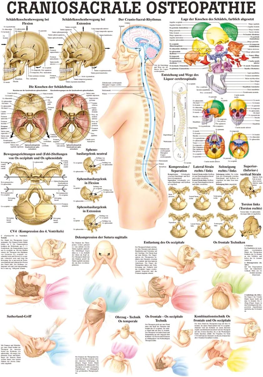 Lehrtafel Craniosacrale Osteopathie