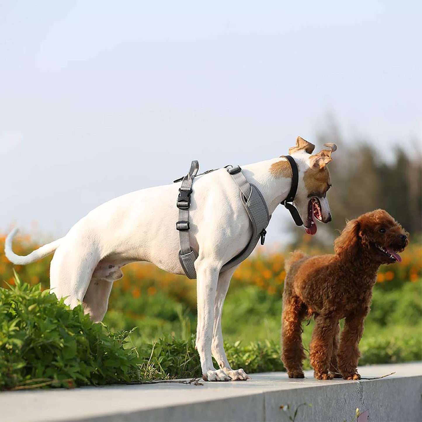 Hundegeschirr Outdoor Adventure II, reflektierend, 2 Leinenbefestigungen, L Grau